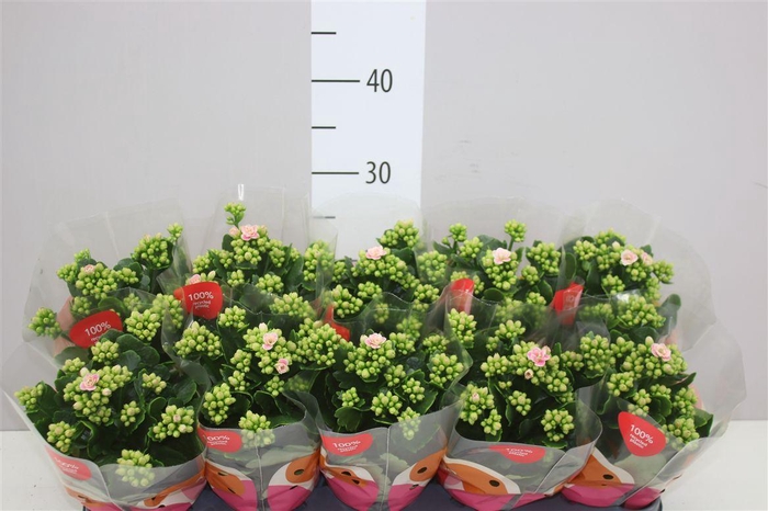 <h4>Kalanchoe Calandiva Harlow</h4>