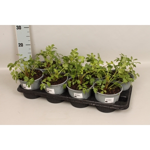 Kruiden I Levisticum