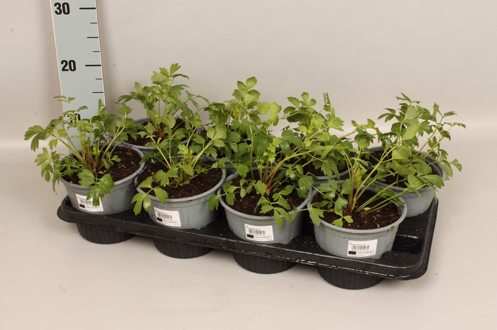 <h4>Kruiden I Levisticum</h4>