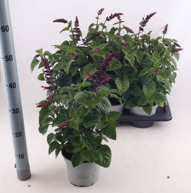 <h4>SALVIA ROCK FUCHSIA</h4>