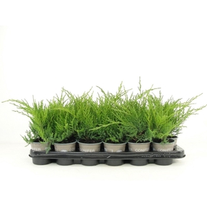 Juniperus x pfitzeriana Gold Coast