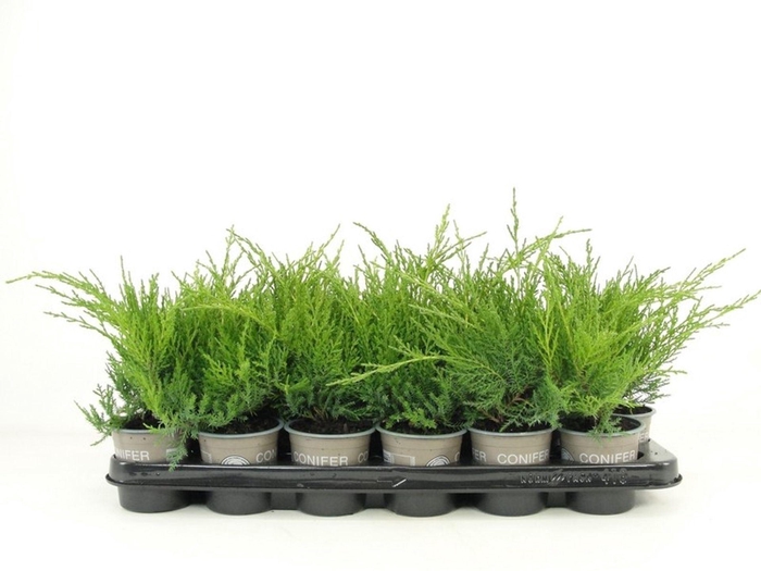 <h4>Juniperus x pfitzeriana Gold Coast</h4>