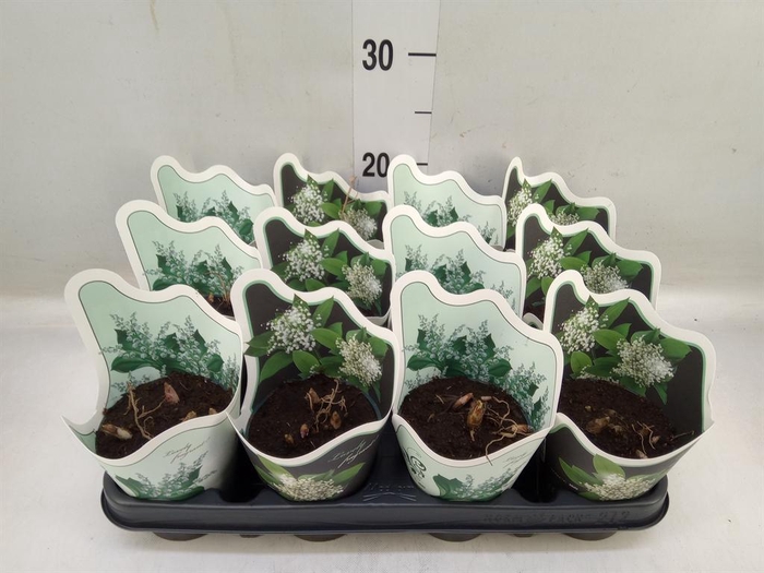 <h4>Convallaria majalis</h4>