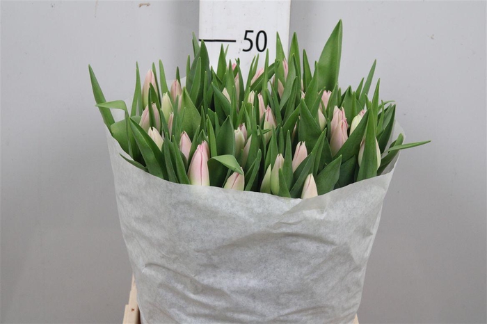 <h4>Tu En Dynasty</h4>