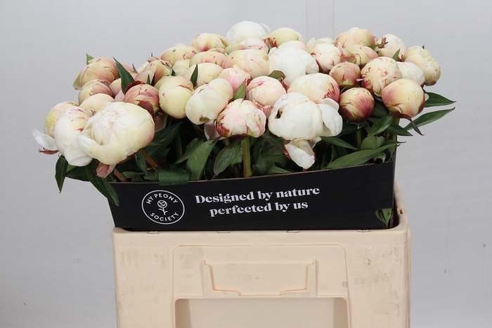 <h4>Paeonia Dr F.G. Brethour</h4>