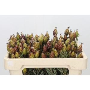 LEUCADENDRON RUBRUM