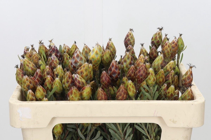<h4>LEUCADENDRON RUBRUM</h4>