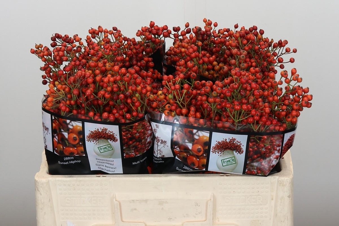 <h4>Rozenbottel Autumn Rosefruits</h4>