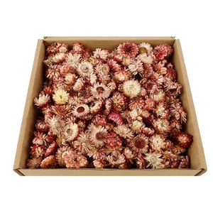 Box Helichrysum Heads L25