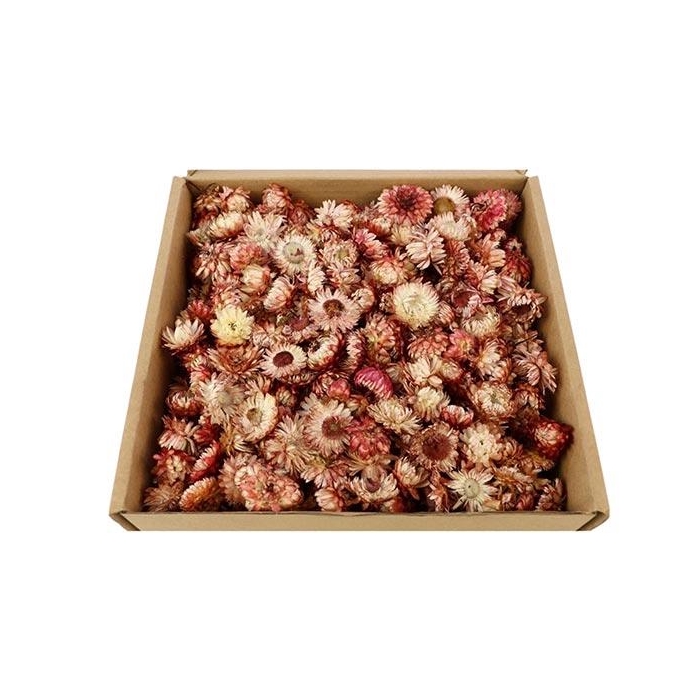 <h4>Box Helichrysum Heads L25</h4>