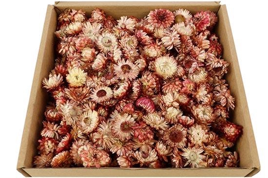 Box Helichrysum Heads L25