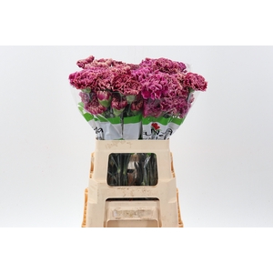 Di St Merletto Purple 60cm