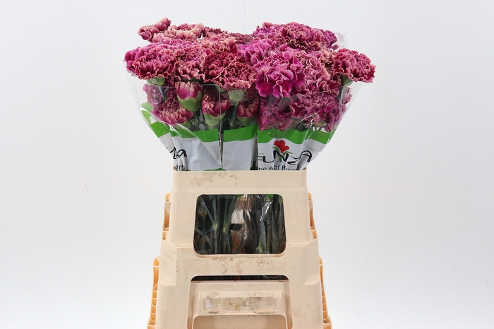 <h4>Di St Merletto Purple 60cm</h4>