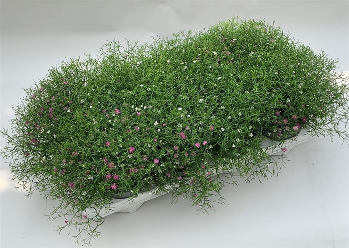 <h4>Gypsophila Mu Carnaval</h4>