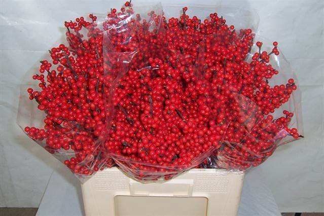 <h4>ILEX VE RODE BES</h4>