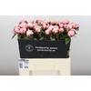 Paeonia Reine Hortense
