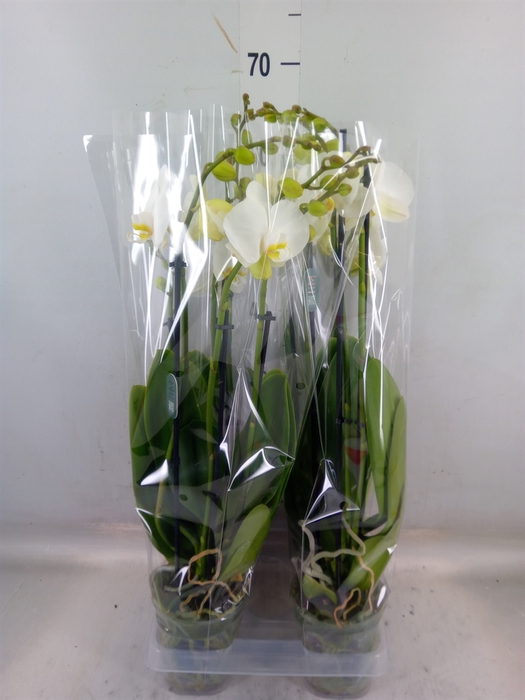 <h4>Phalaenopsis  'Ant Nottingham'</h4>