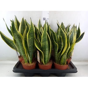 Sansevieria trifa. 'Futura Superba'