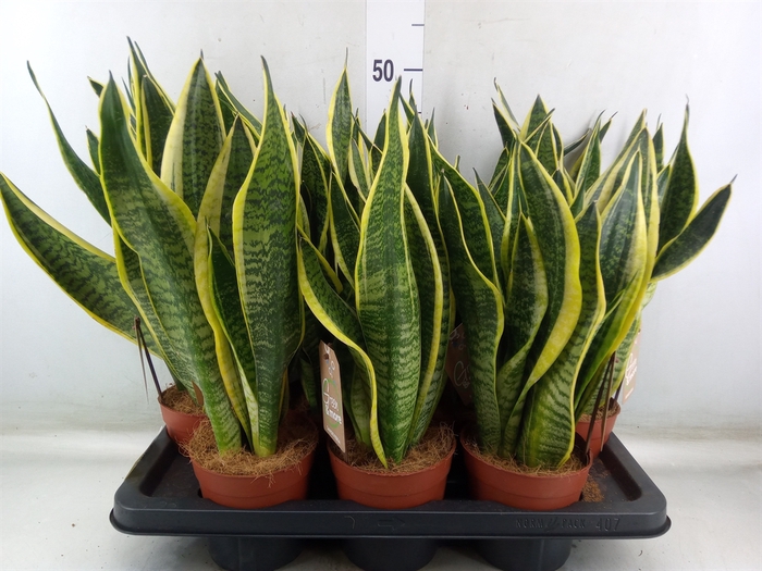<h4>Sansevieria trifa. 'Futura Superba'</h4>