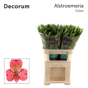 ALSTR ESTEE Decorum
