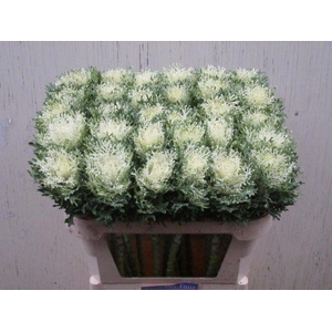 Brassica oleracea Crane Feather Snow