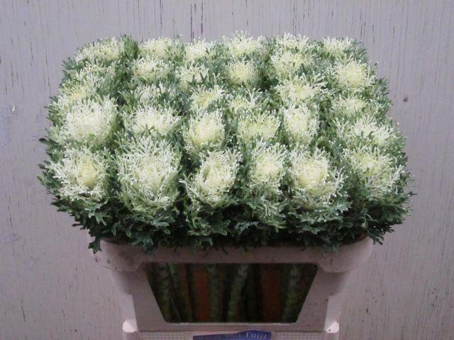 <h4>Brassica oleracea Crane Feather Snow</h4>
