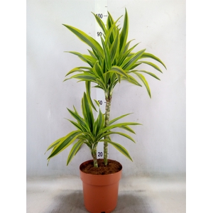 Dracaena fr de 'LemonLime'