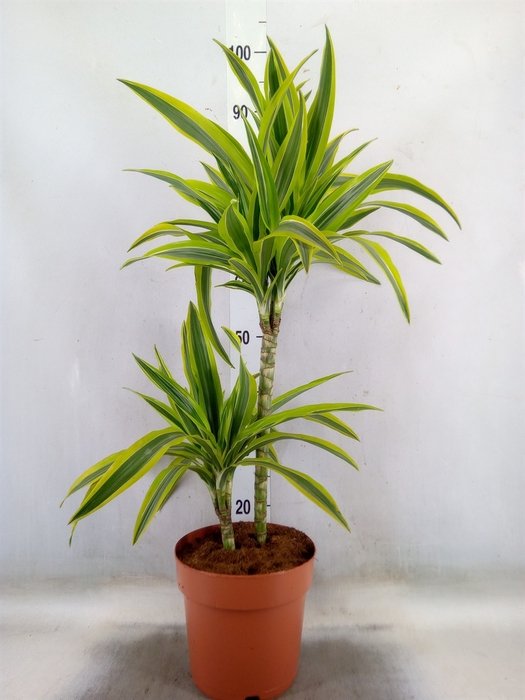 <h4>Dracaena fr de 'LemonLime'</h4>