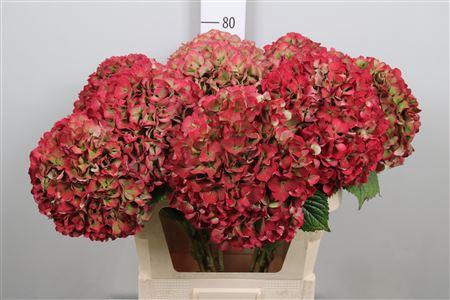 <h4>Hydr Cl M Glow Alps</h4>