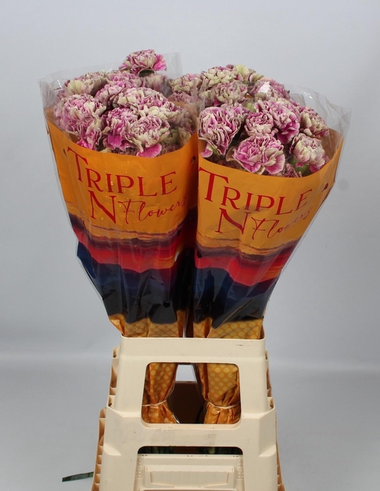 <h4>DI ST ANTIGUA</h4>