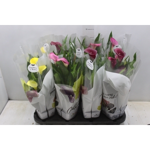 CALLA COLORIDA P14