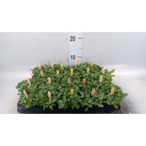 Fittonia verschaf.