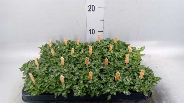 <h4>Fittonia verschaf.</h4>
