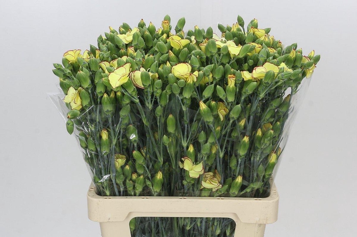 <h4>Dianthus Sp Solandis Heartfly</h4>