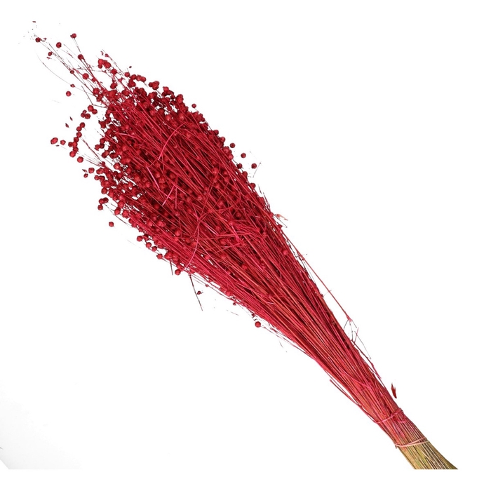 <h4>Droogbloem Lino/vlas 60cm</h4>