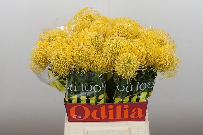<h4>LEUCO CO HIGH GOLD</h4>