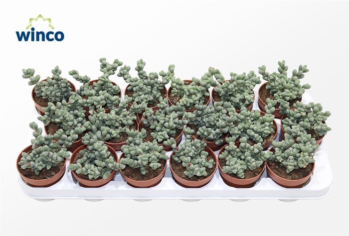 <h4>Delosperma Echinatum</h4>