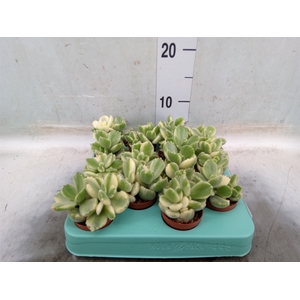 Cotyledon tome. ladys.