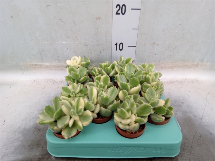 <h4>Cotyledon tome. ladys.</h4>