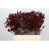 Kangaroo Paw Bush Ruby