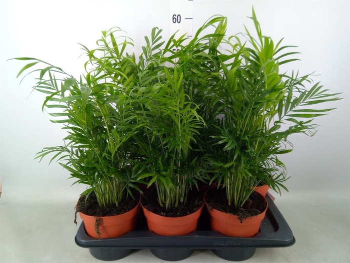 <h4>Chamaedorea elegans</h4>