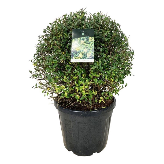 <h4>Ligustrum vulg. 'Atrovirens'</h4>