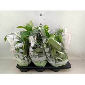 Epipremnum pinn.   HG