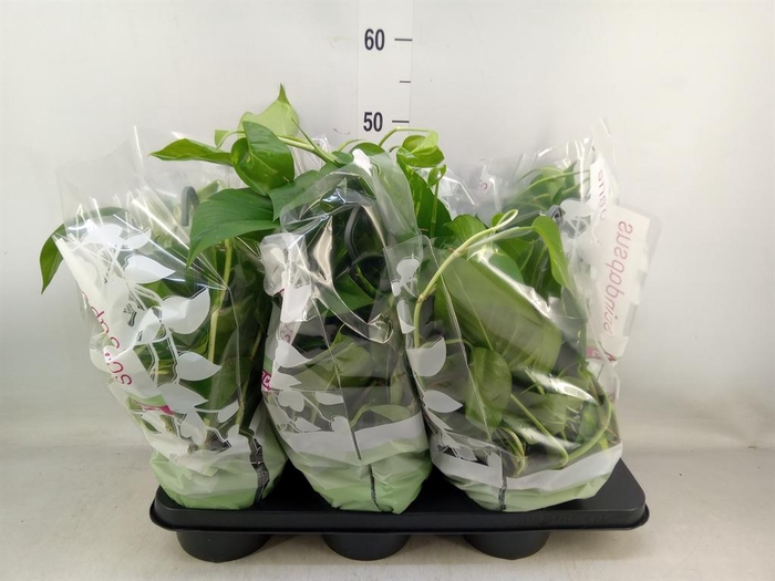 <h4>Epipremnum pinn.   HG</h4>