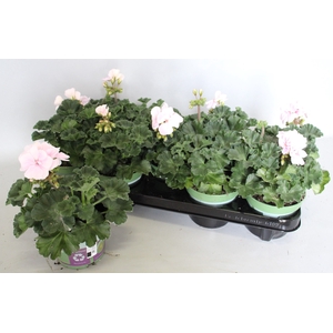 Pelargonium zonale Karen (Aquarello)