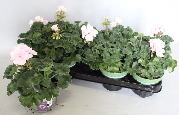 <h4>Pelargonium zonale Karen (Aquarello)</h4>