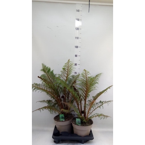 Cyathea tomentosissima