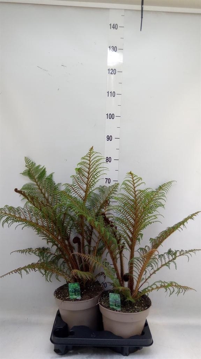 <h4>Cyathea tomentosissima</h4>