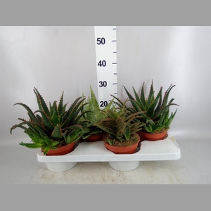 Aloe   ...