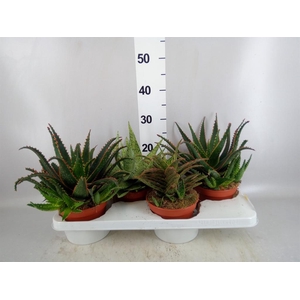Aloe   ...